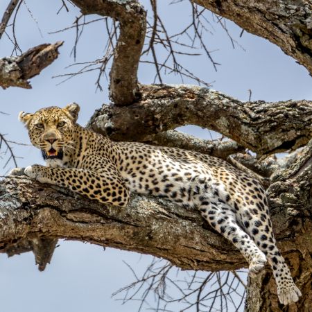 Leopard, Central Serengeti