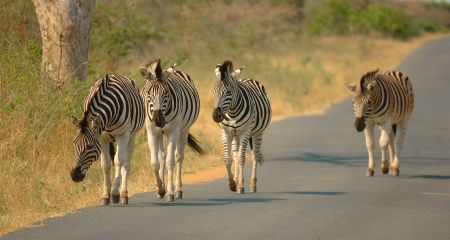 Zebra walking in the road...but not crossing.