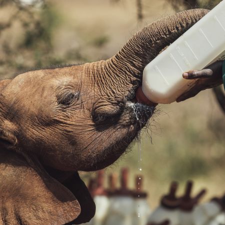 Bedtime Drinks for the Baby Elephant