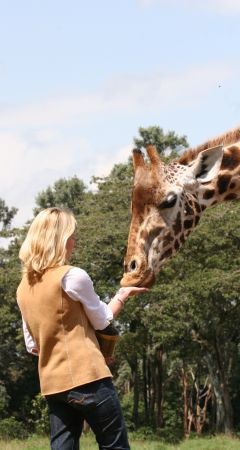 Feeding a Giraffe