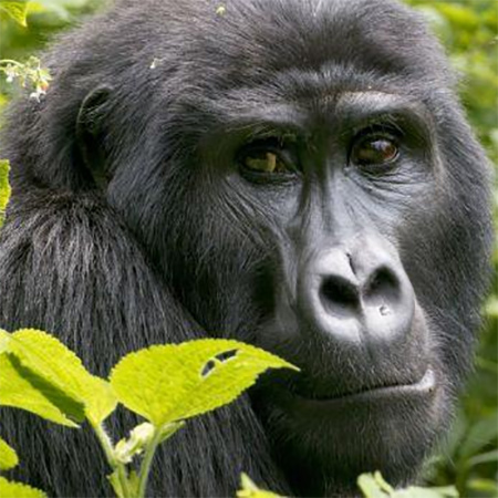 Look a gorilla in the eye in Rwanda or Uganda