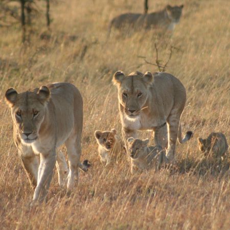 Lions Walking Across the Savanna