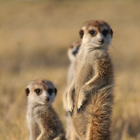 Oudtshoorn Meerkat Tour