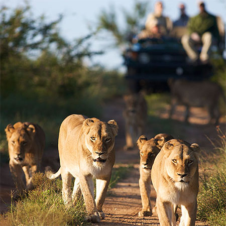 Tracking a pride of lions in Kruger.