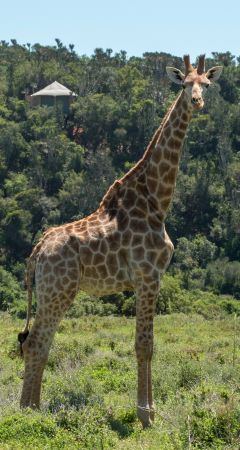 Giraffe