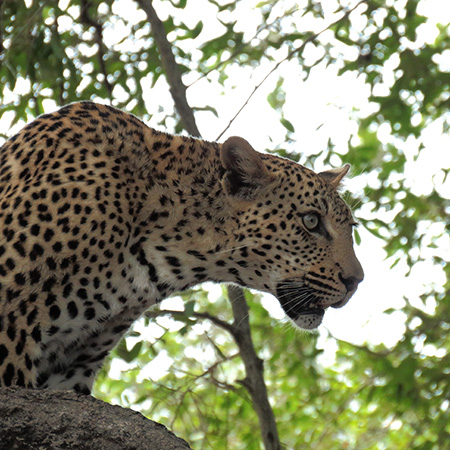Leopard, Greater Kruger, South Africa.