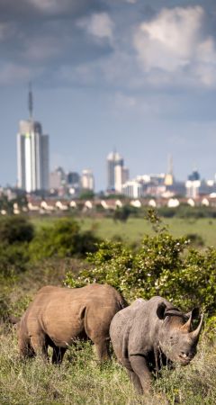 Nairobi National Park - image by Paolo Torchiv