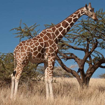 Reticulated Giraffe