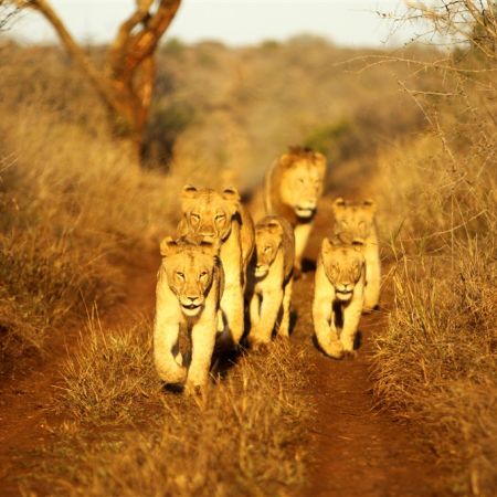 Thanda Private Game Reserve Thanda Private Game Reserve Luxury