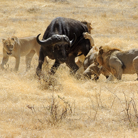 The Ngorongoro Crater has the greatest concentration of large mammals in Africa