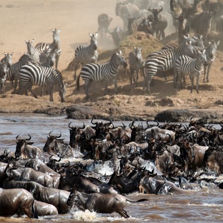 A massive animal migration is still happening in the Maasai Mara