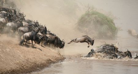 Migration Migration crossing the Mara River
