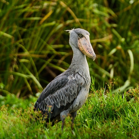 Shoebill