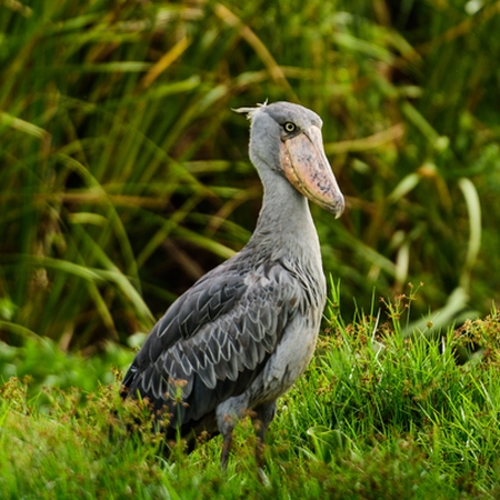 Shoebill