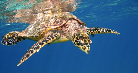 Turtle swimming in the Indian Ocean