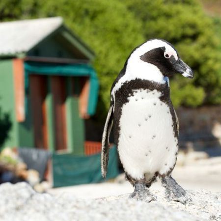 Penguin at Boulders Beach entrance