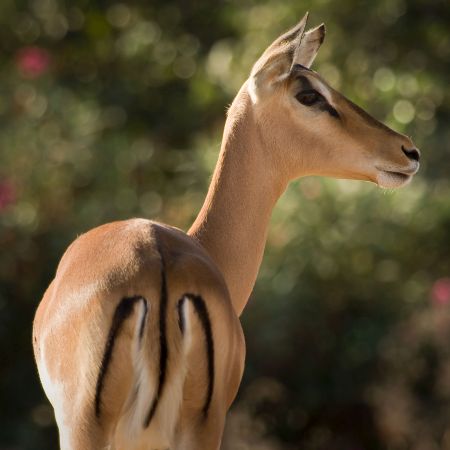 The Impala | Wildlife Guide