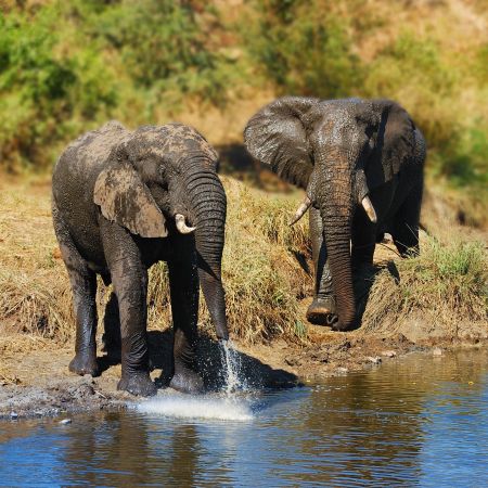 Elephants at a waterhole.