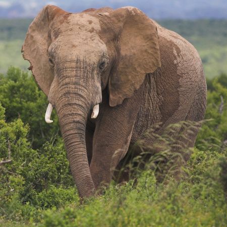 African Elephant, Eastern Cape.