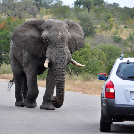 Male elephant approaches a self-drive car.