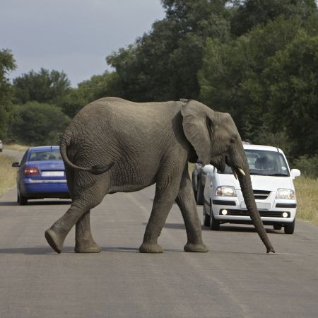 Elephant crossing.