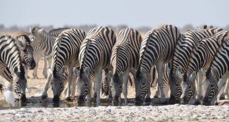 Zebra Drinking In Etosha