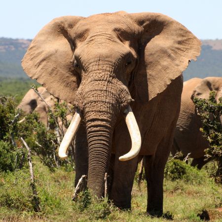 Folklore | How the Elephant got his Tusks
