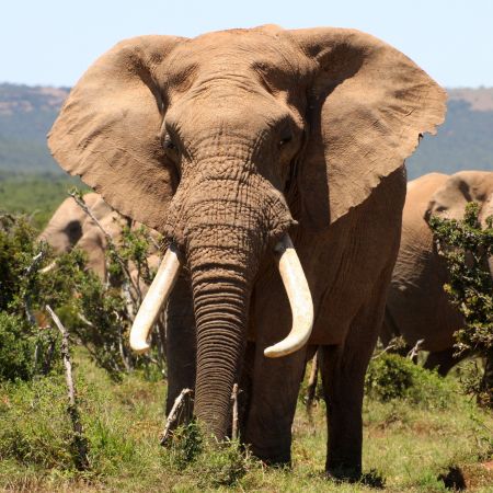 Folklore | How the Elephant got his Tusks