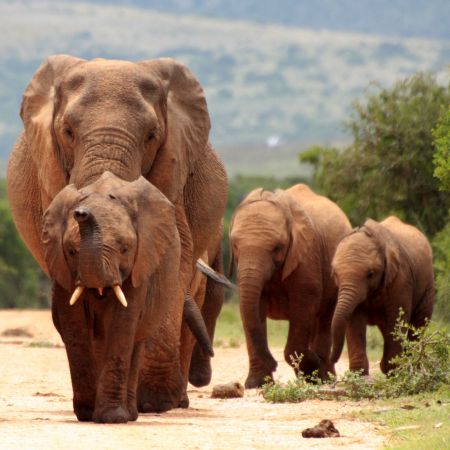 Addo has one of the highest density populations of elephants in Africa.