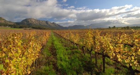 Vineyards in the Cape Winelands.