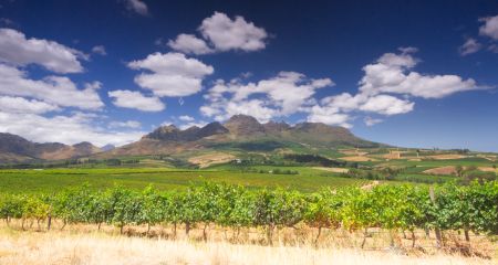 Stellenbosch Wine Route