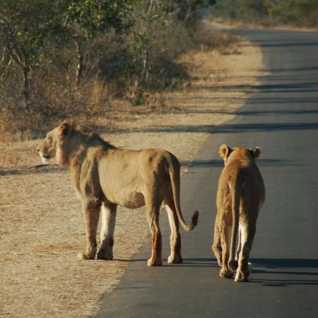 Lions on the road in Kruger.