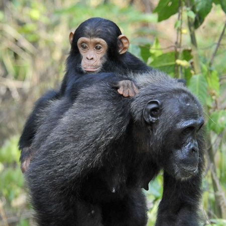 Chimpanzee Mum and Baby