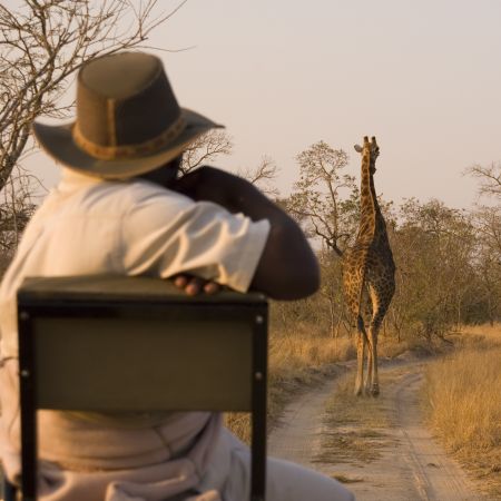 Followng a giraffe on a safari in South Africa.