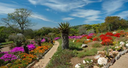 Kirstenbosch gardens are a beautiful place to spend a couple of hours.