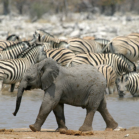 Elephant & Zebra In Etosha