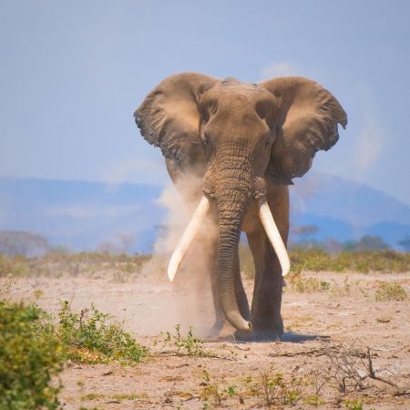 Elephant In East Africa