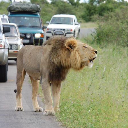 Male lion roaring in from of self-drive vehicles in Kruger.