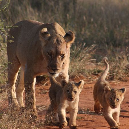 Lioness and cubs