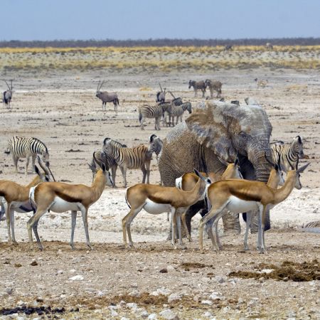 Animals gather to drink t a Waterhole