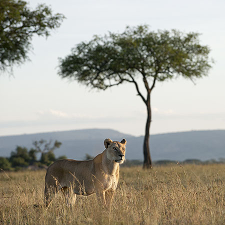 Wilderness opens camp in the Serengeti