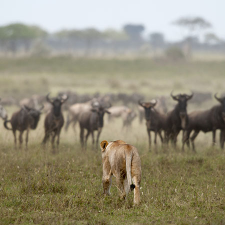 Lion stalking the Great Migration