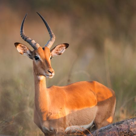 Male impala in the afternoon sun.