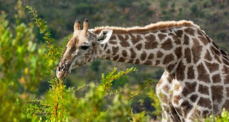 Giraffe in Pilanesberg National Park.