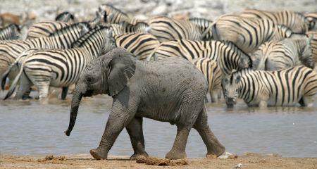 Etosha's waterholes are famous for their great game viewing.