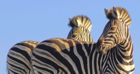 Zebra in a malaria-free reserve