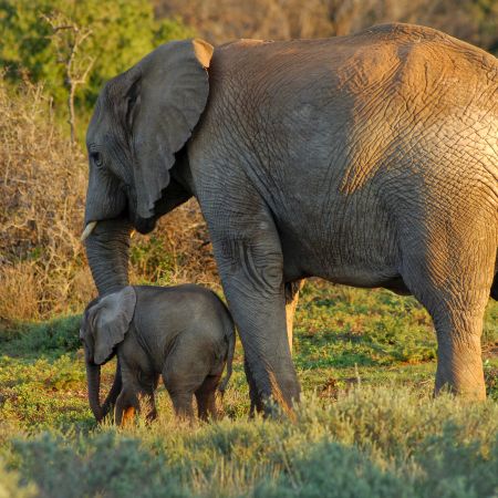 Elephant with her young baby.