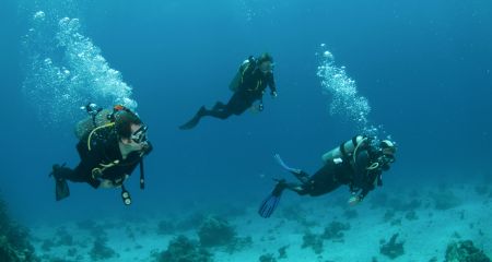 Divers at Aliwal shoal near Durban.