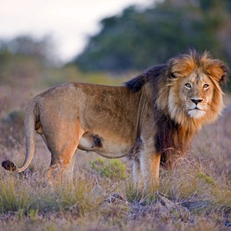 Male lion in the afternoon sun.