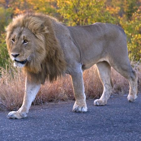 Male lion making use of a road to get around Kruger.